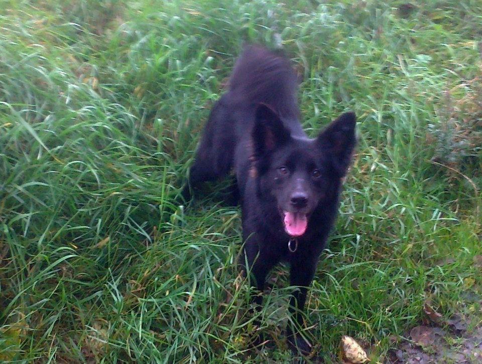 Blanding af racer Bølle billede 1