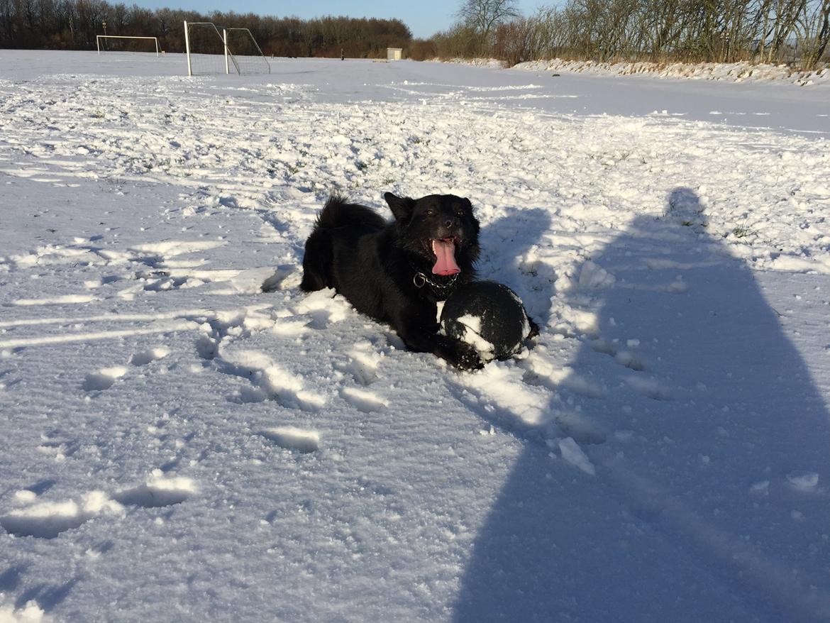 Blanding af racer Bølle billede 2