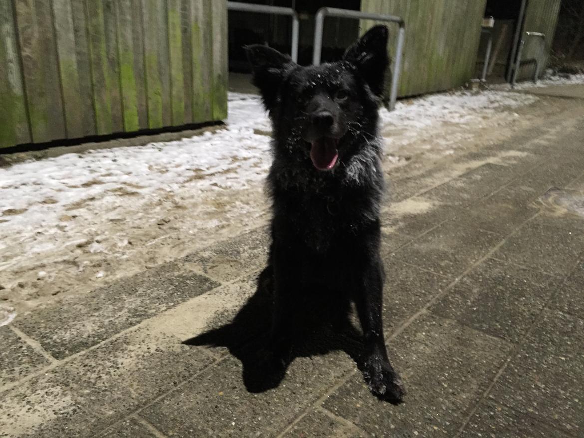 Blanding af racer Bølle billede 6