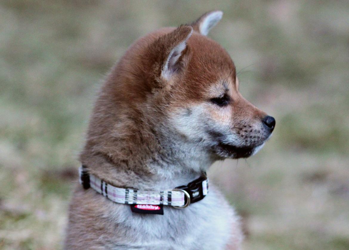 Shiba Juno billede 6