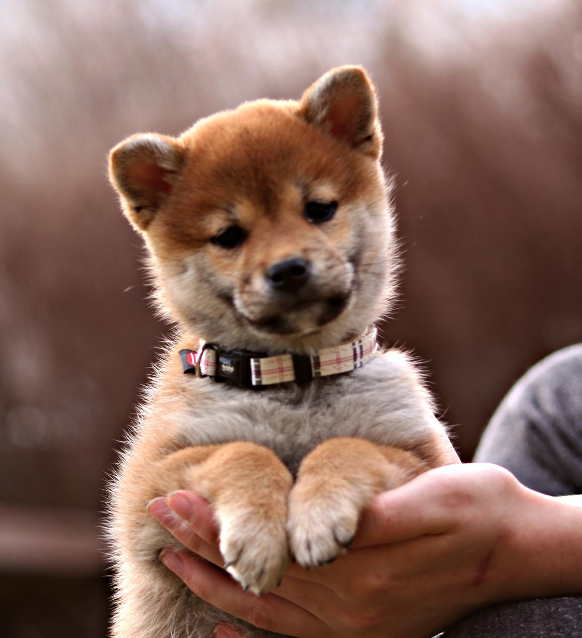 Shiba Juno billede 4