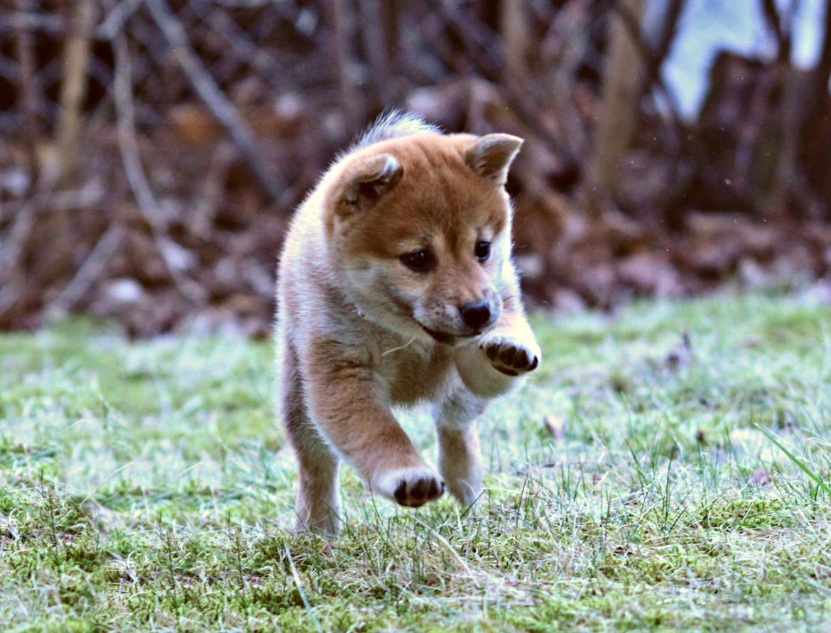 Shiba Juno billede 9