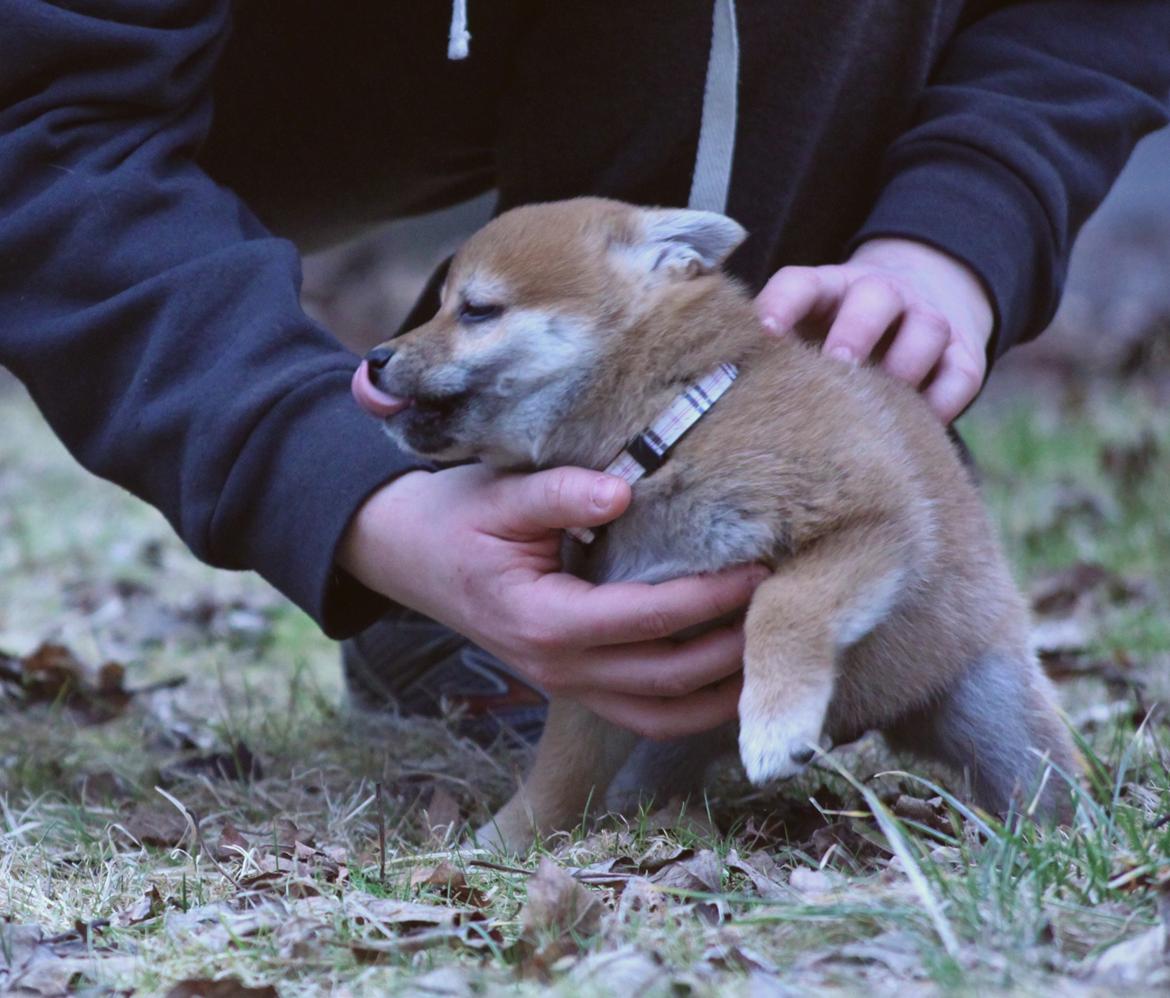 Shiba Juno billede 12