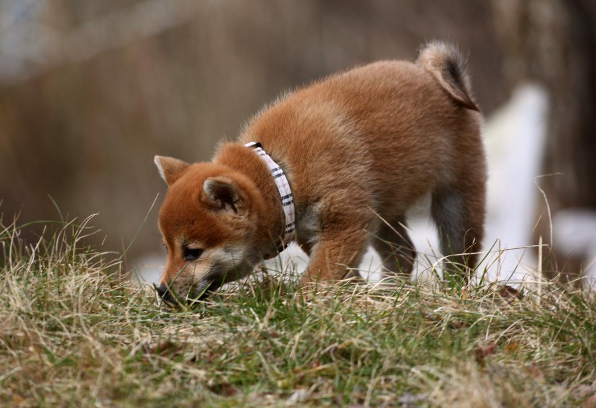 Shiba Juno billede 14