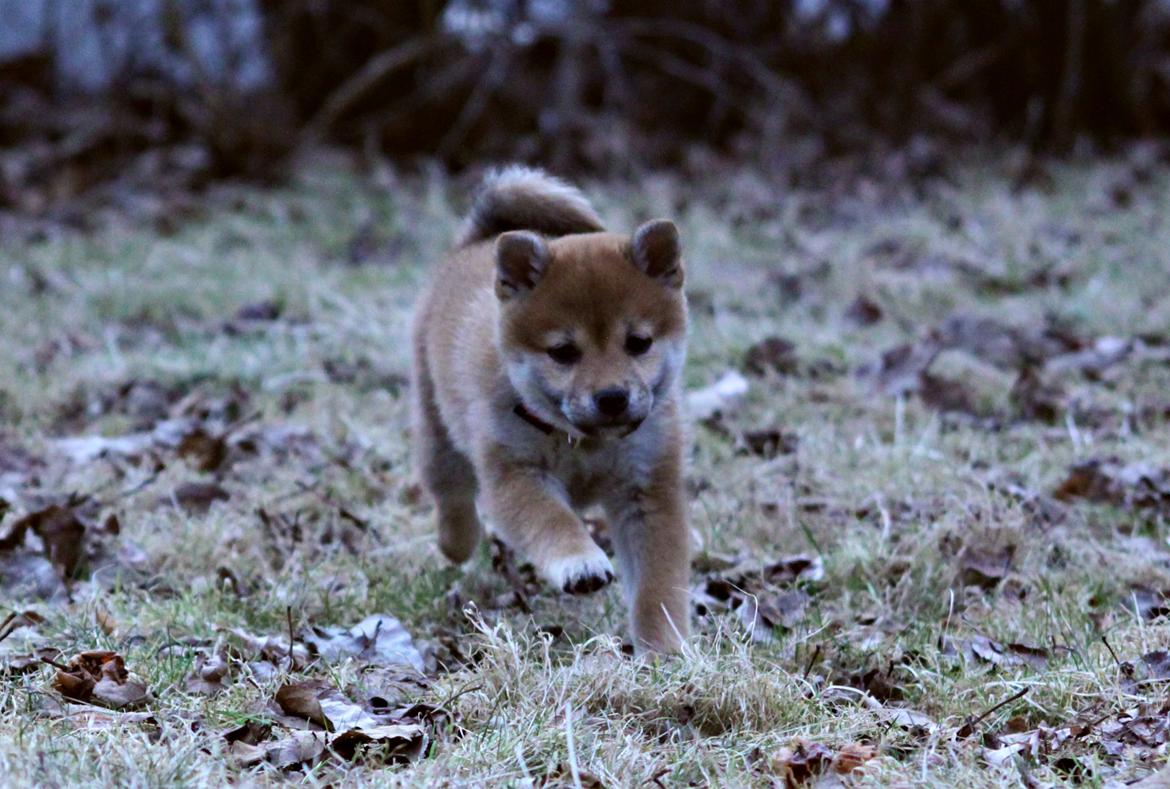 Shiba Juno billede 16