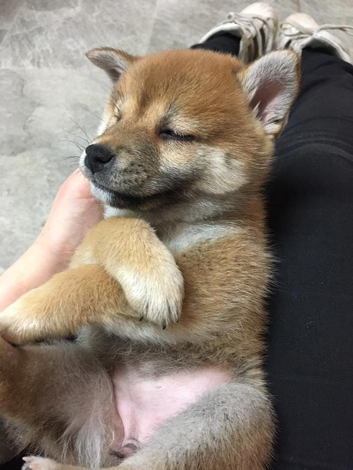 Shiba Juno billede 22