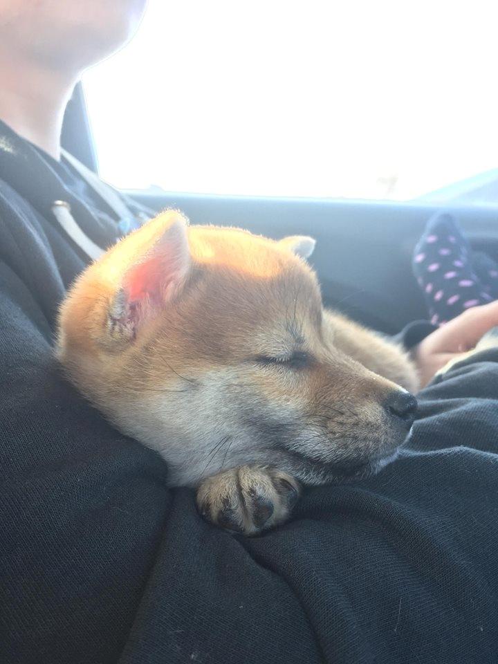 Shiba Juno billede 23