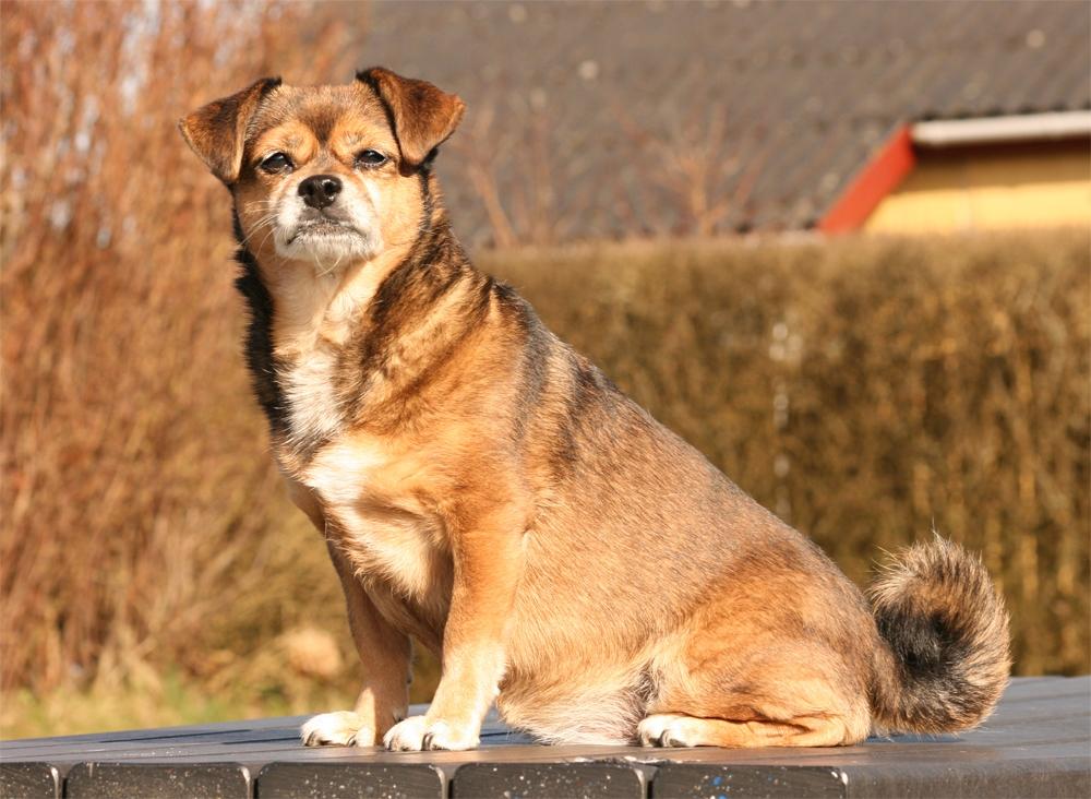 Blanding af racer Lilly - Lilly *27/3-17* billede 7