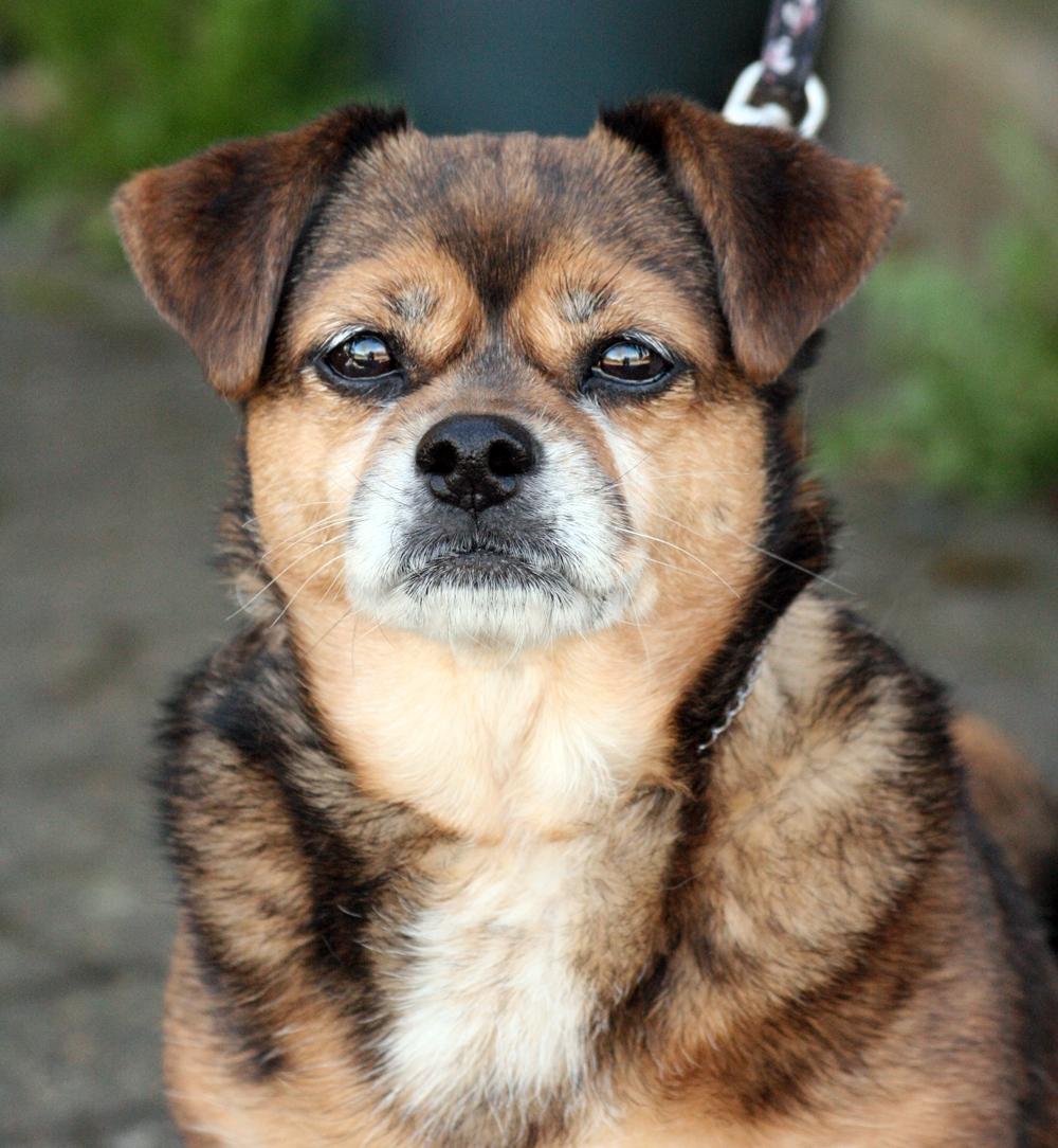 Blanding af racer Lilly - Marts 2017 billede 10