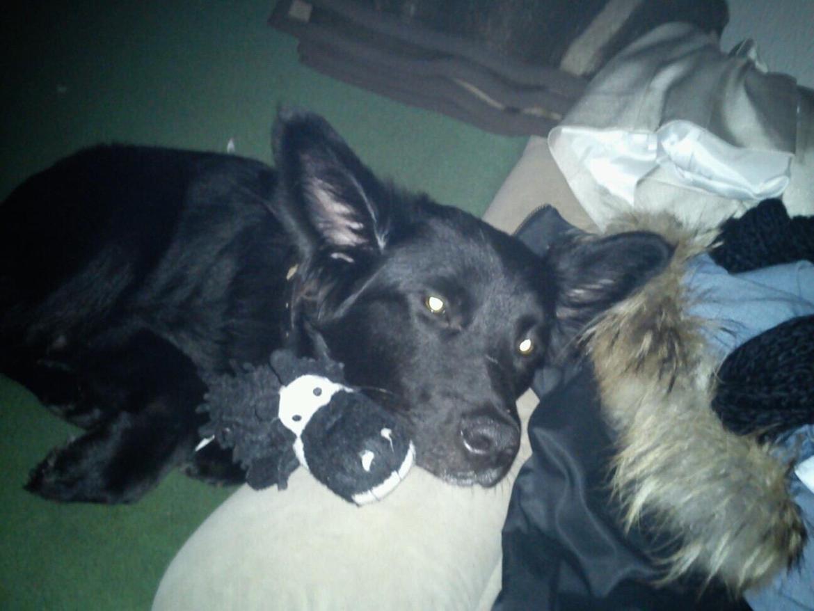 Blanding af racer Bølle billede 8