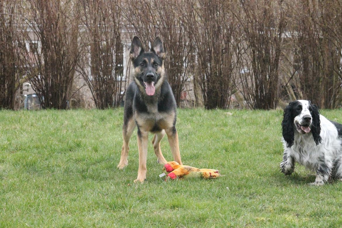 Schæferhund Amager's Nicki billede 35