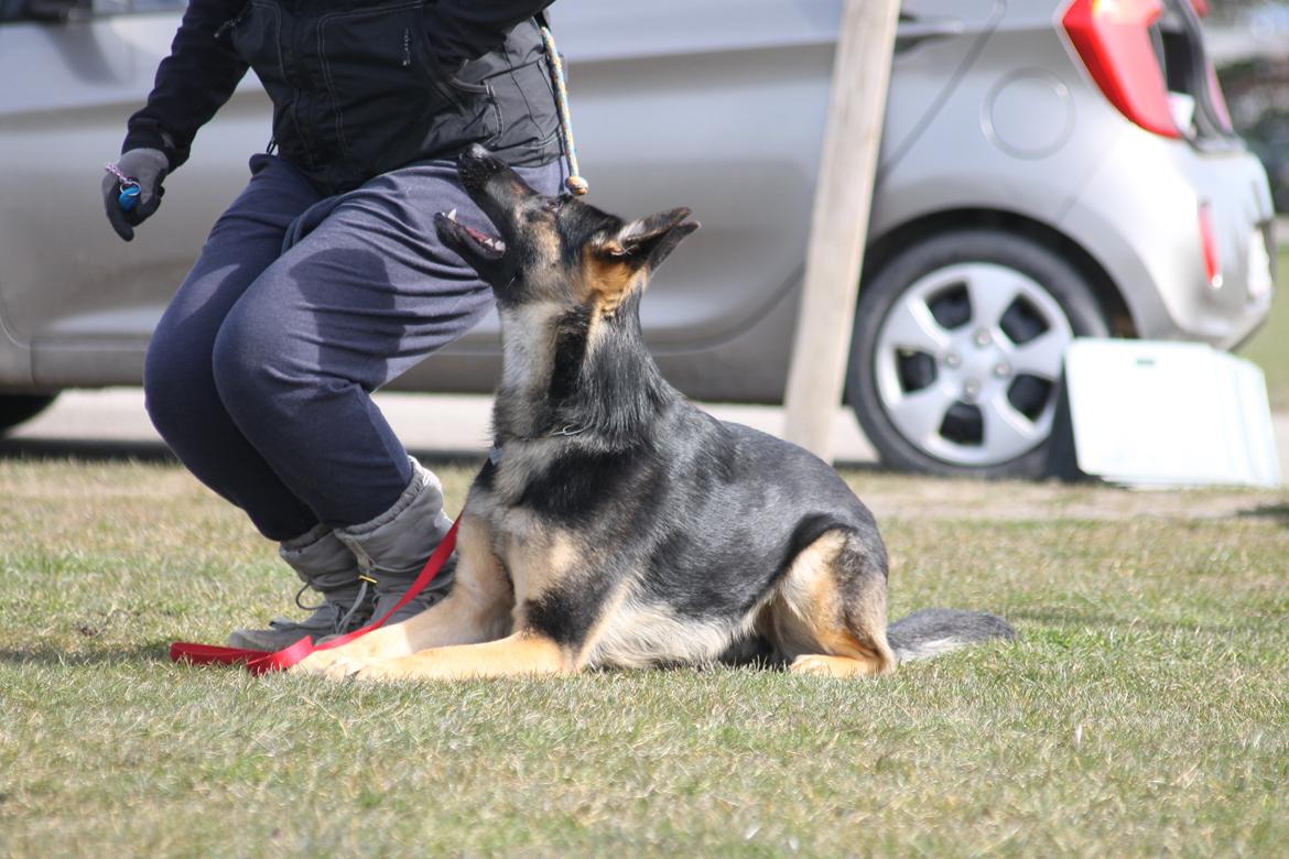 Schæferhund Amager's Nicki billede 42