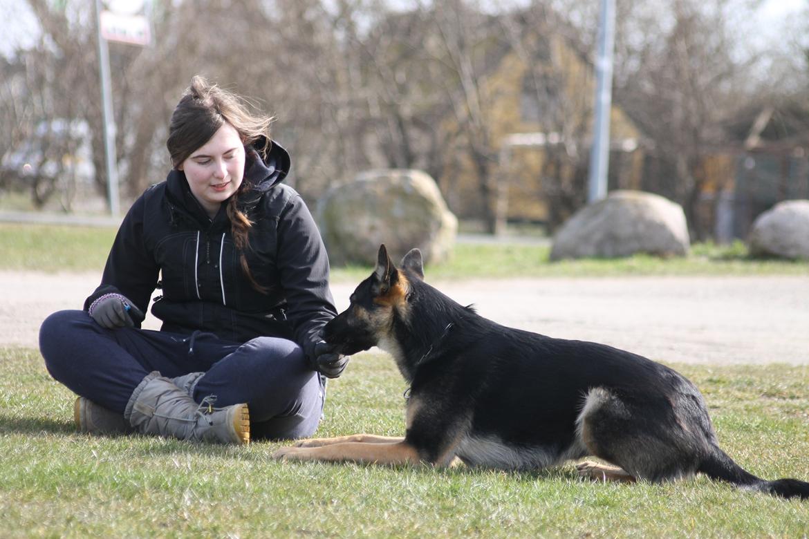 Schæferhund Amager's Nicki billede 37