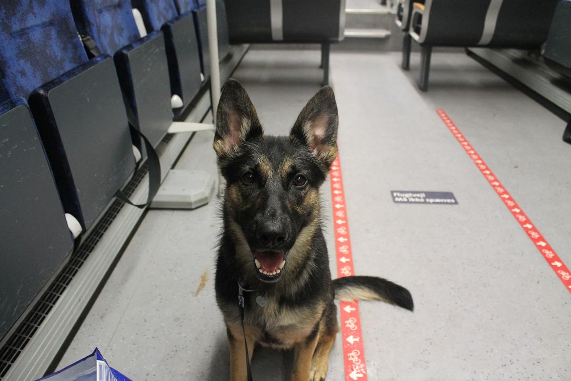 Schæferhund Amager's Nicki billede 36