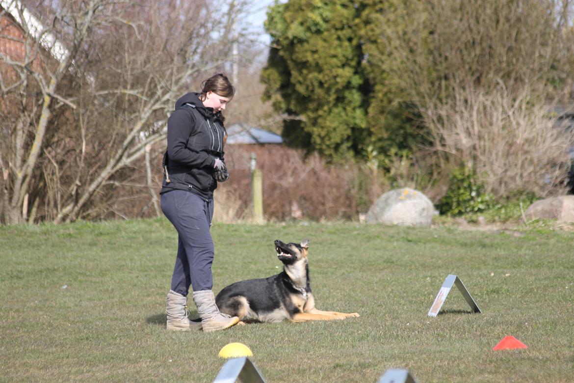 Schæferhund Amager's Nicki billede 43