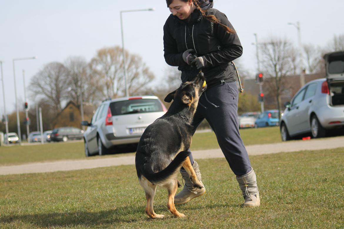 Schæferhund Amager's Nicki billede 38