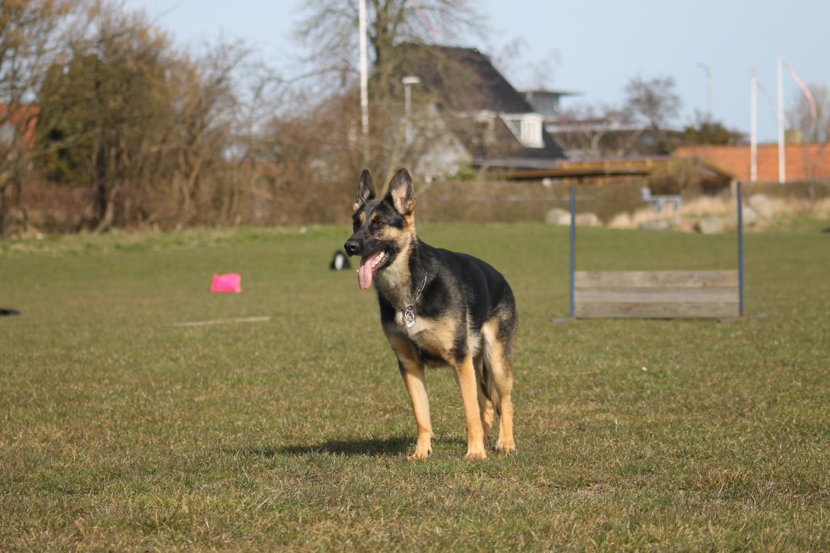 Schæferhund Amager's Nicki billede 40