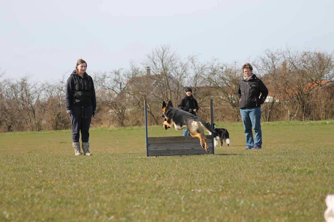 Schæferhund Amager's Nicki billede 39