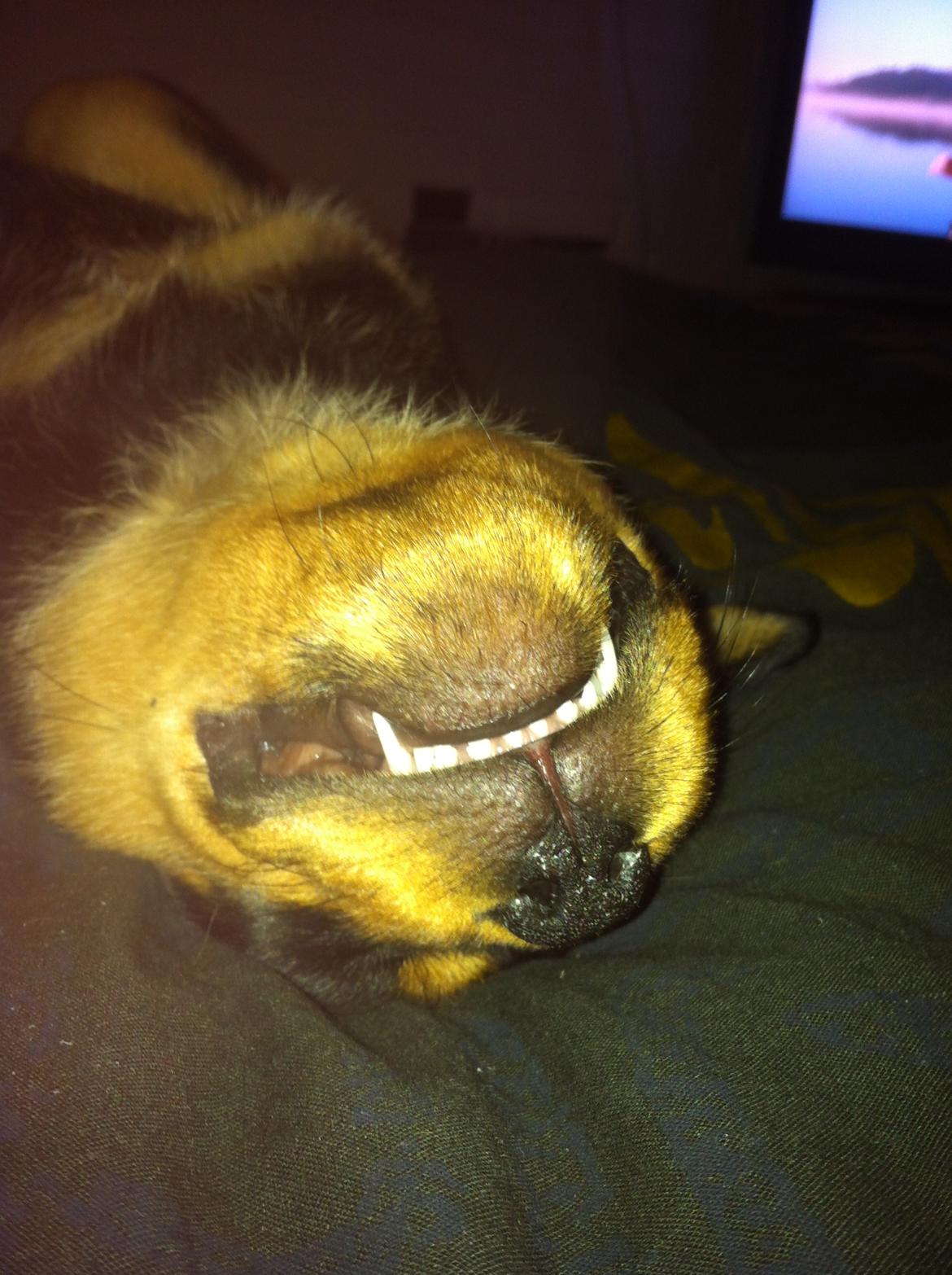 Blanding af racer Daisy billede 3