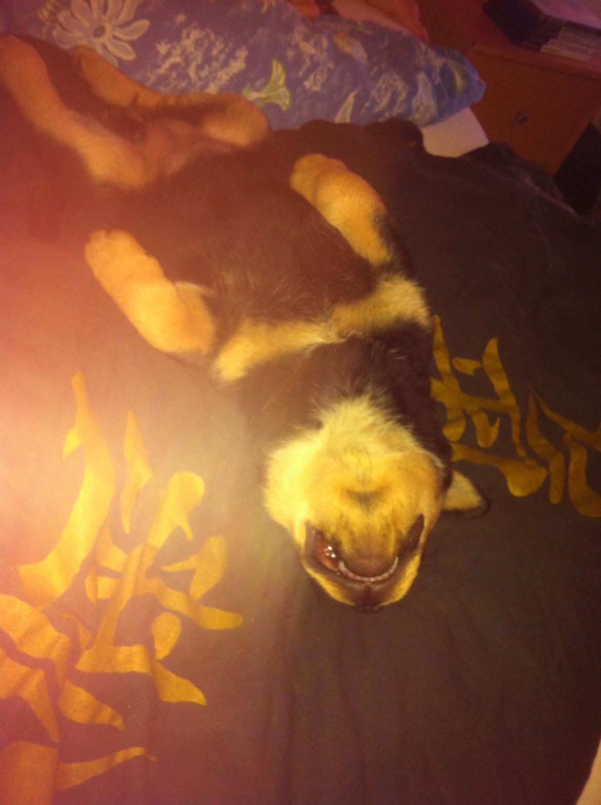 Blanding af racer Daisy billede 4