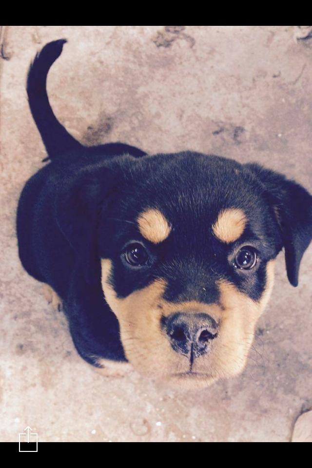 Blanding af racer Daisy billede 7