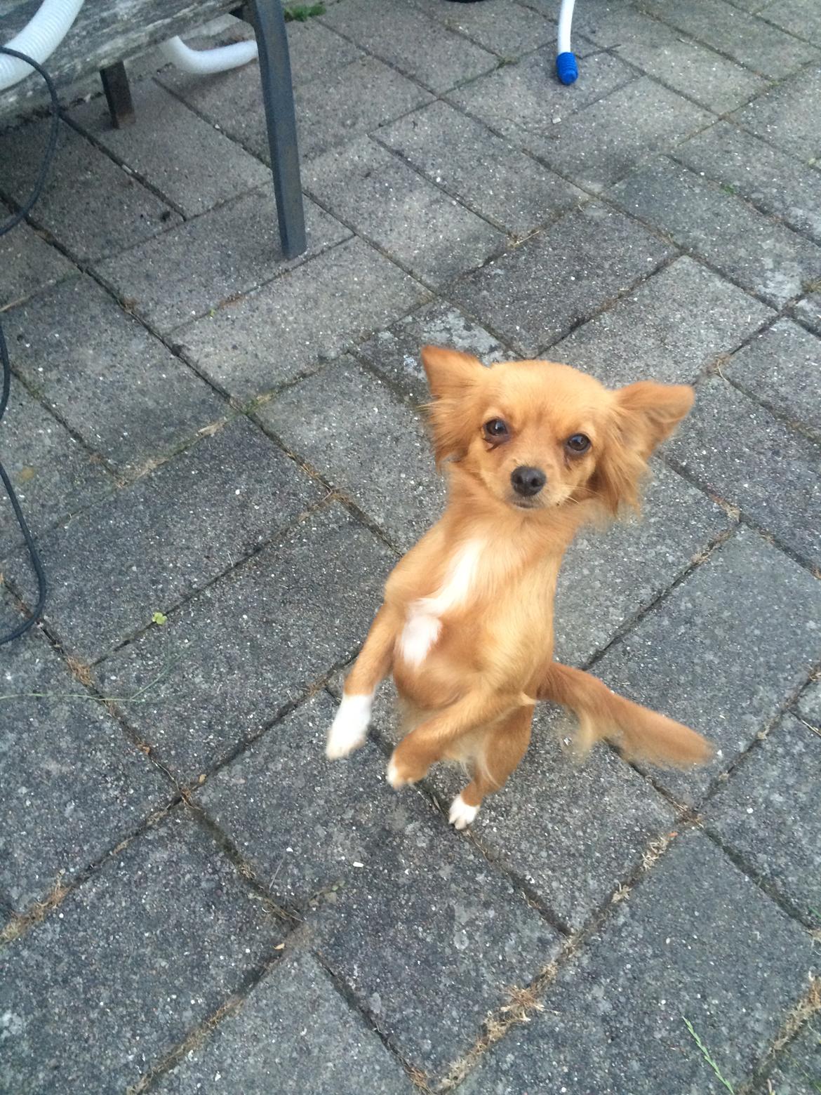 Blanding af racer Nala billede 17