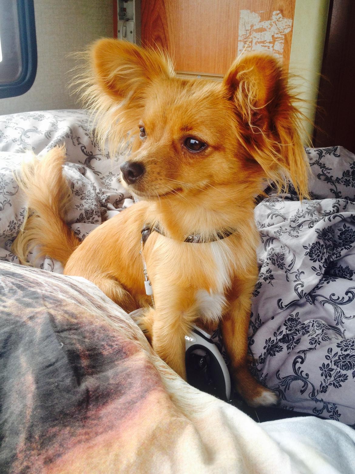 Blanding af racer Nala billede 18