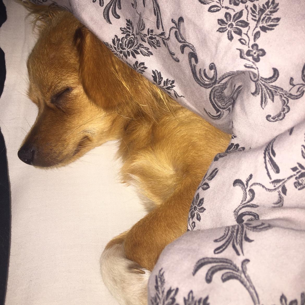 Blanding af racer Nala billede 19