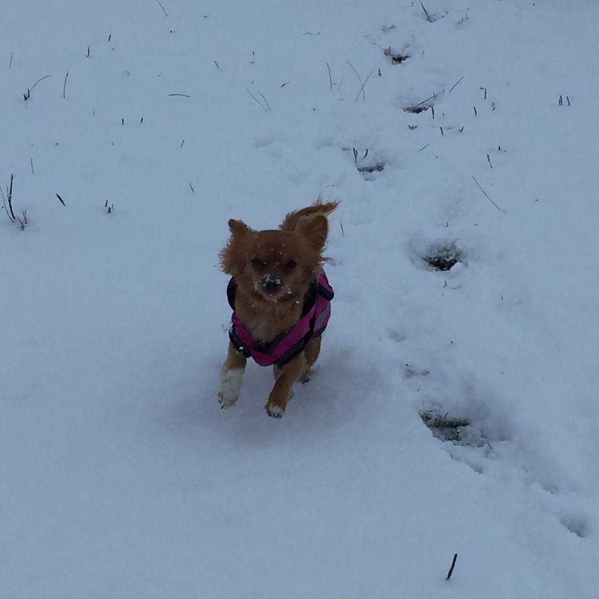 Blanding af racer Nala billede 20