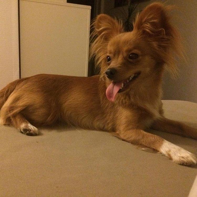 Blanding af racer Nala billede 21