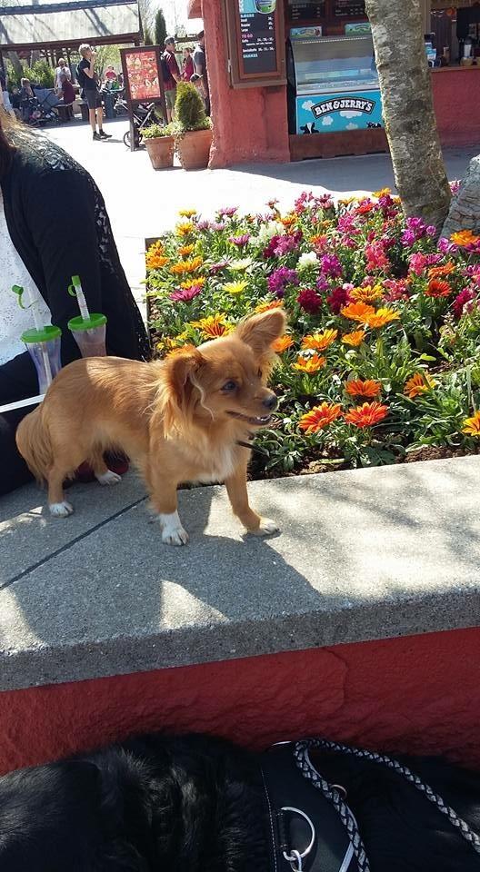 Blanding af racer Nala billede 23