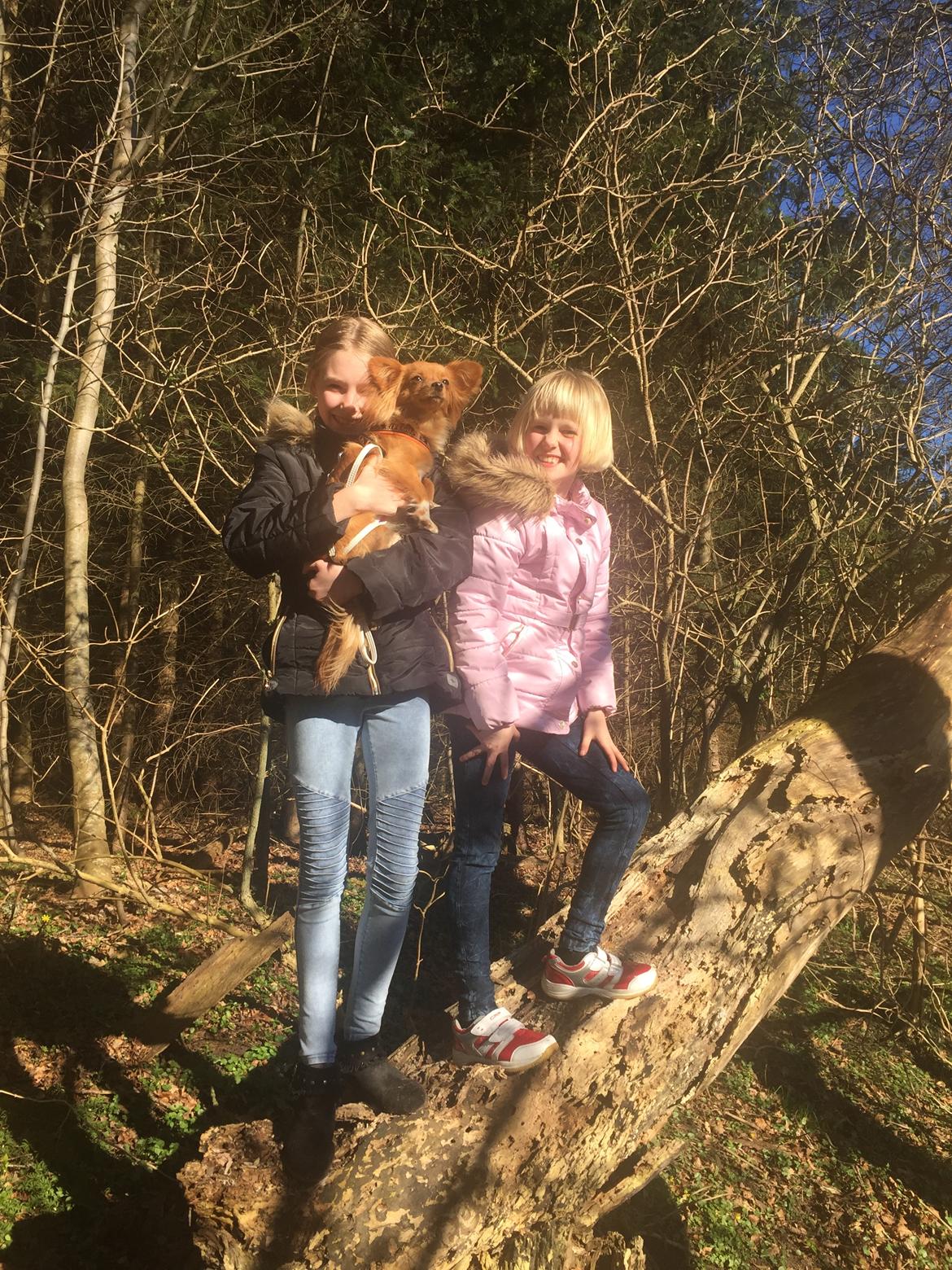 Blanding af racer Nala billede 24