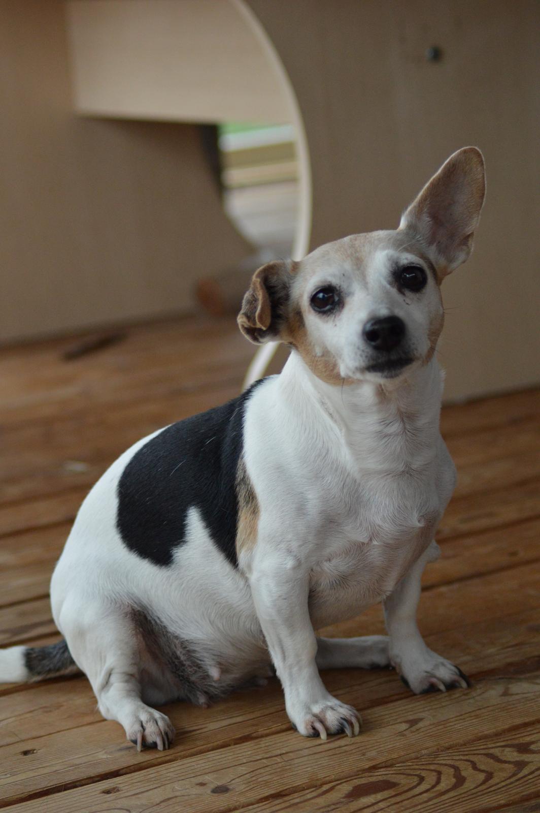 Jack russell terrier Jackie billede 3