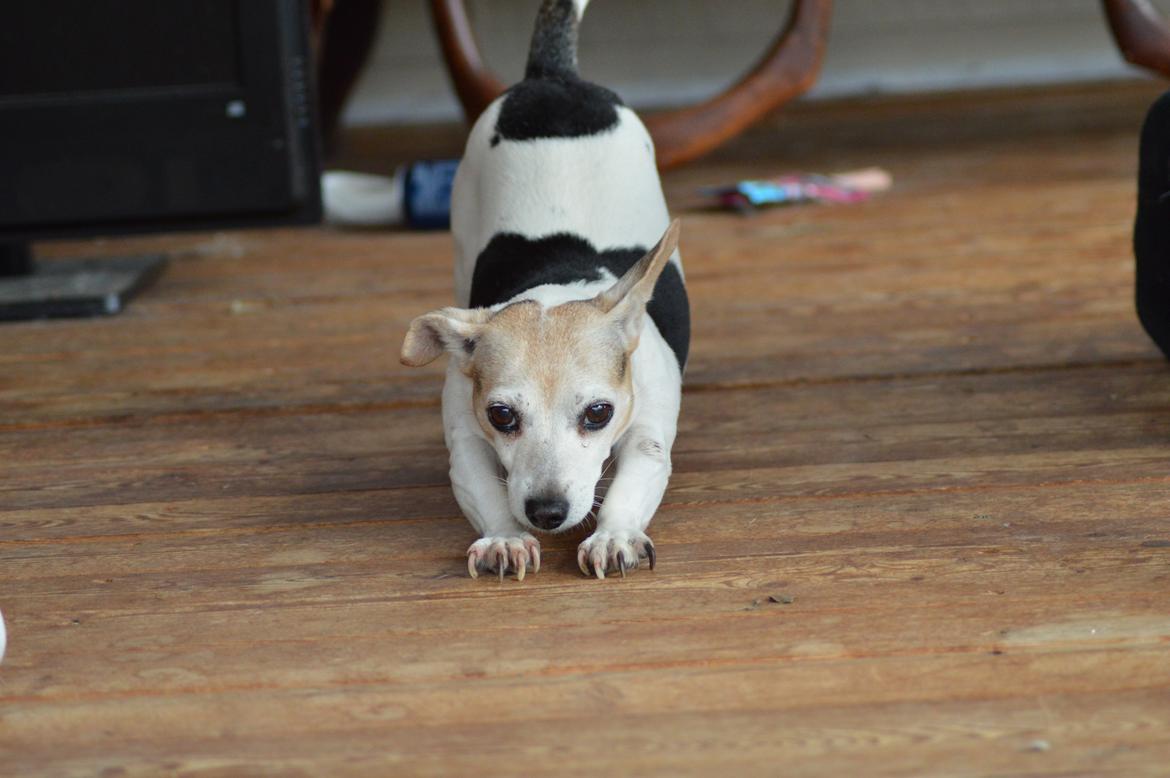 Jack russell terrier Jackie billede 4