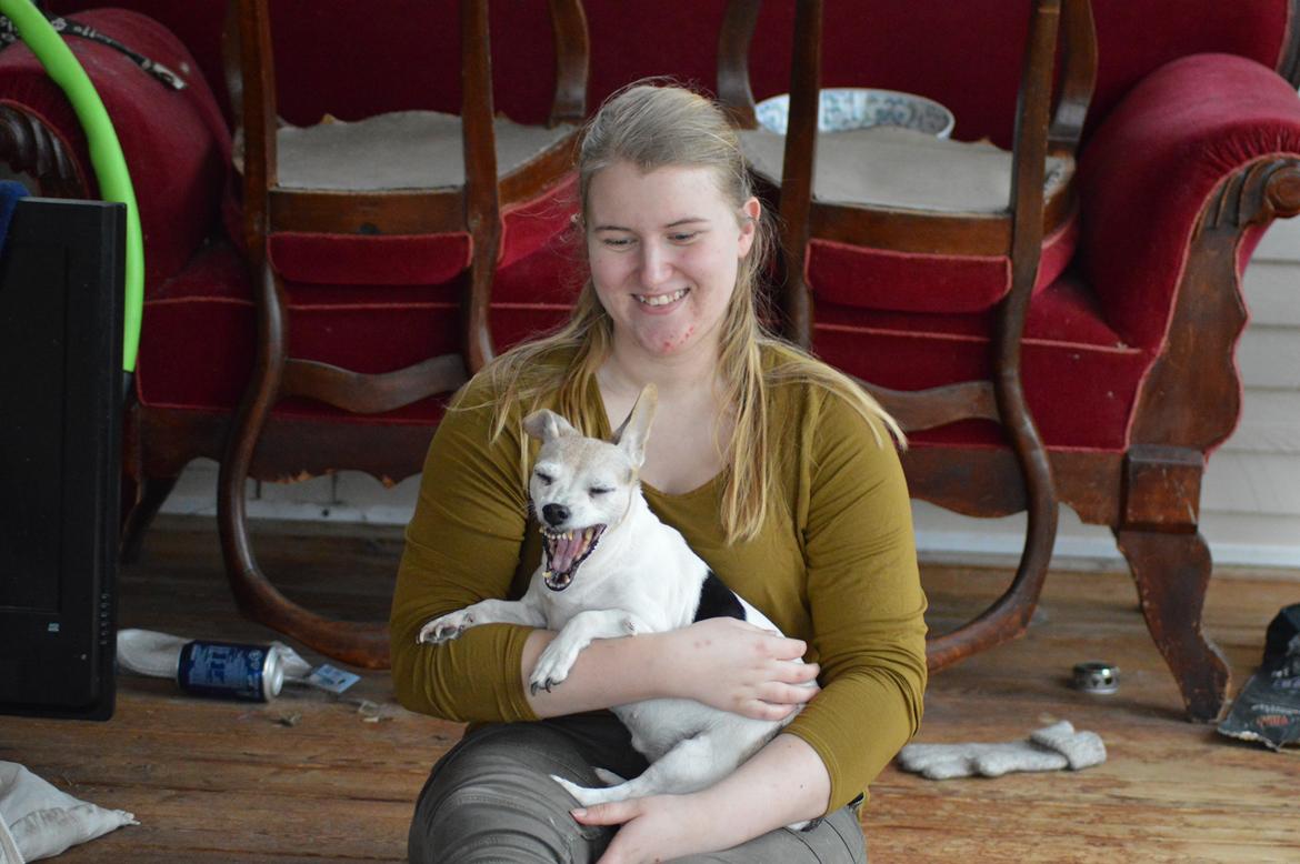 Jack russell terrier Jackie billede 7