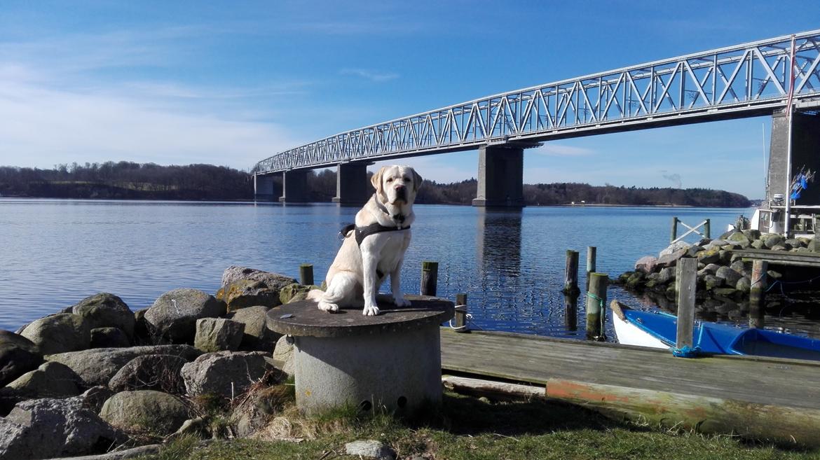 Labrador retriever Manze - Afslutning på 12 km. Gåtur. Sommer 2017. billede 7