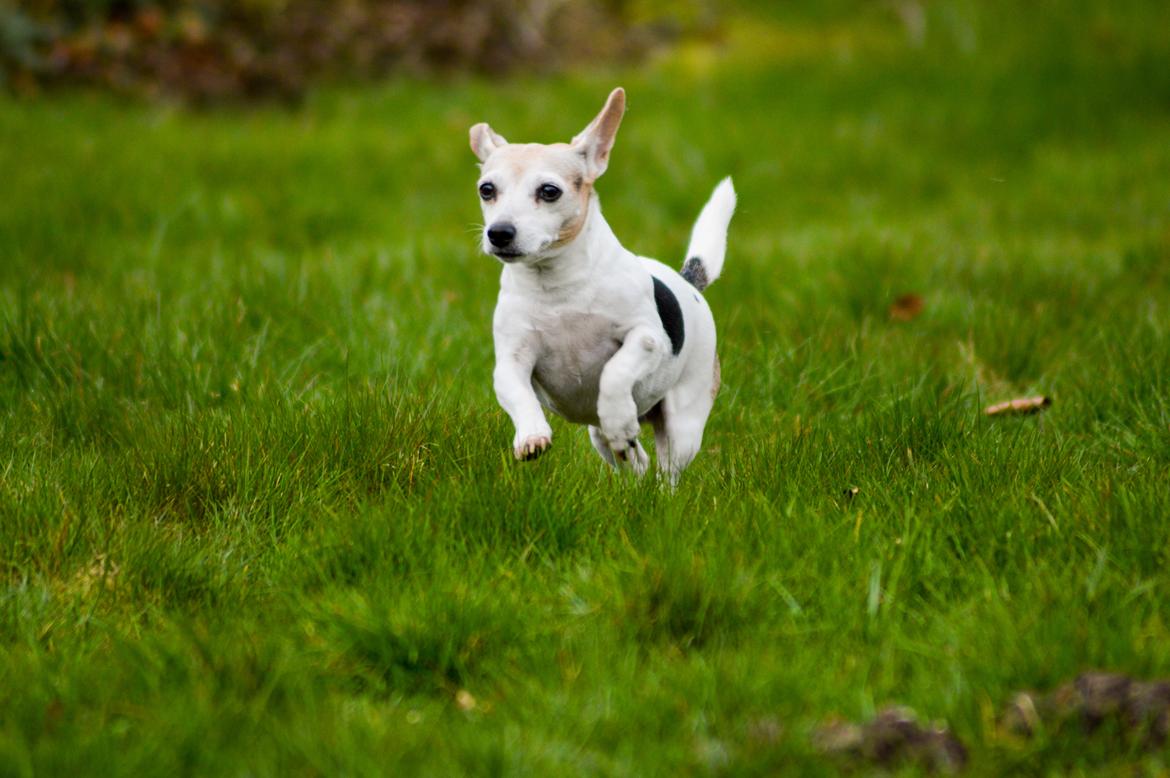 Jack russell terrier Jackie billede 1