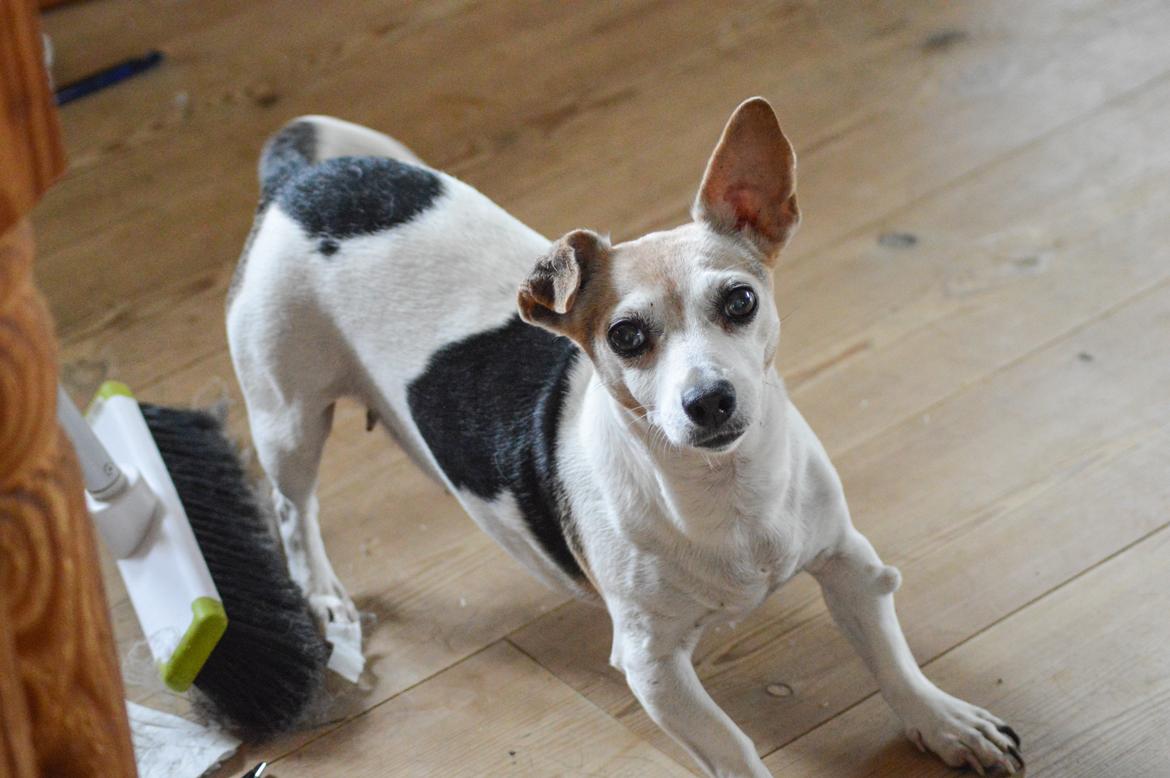 Jack russell terrier Jackie billede 2