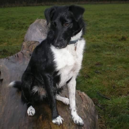 Blanding af racer Late billede 15