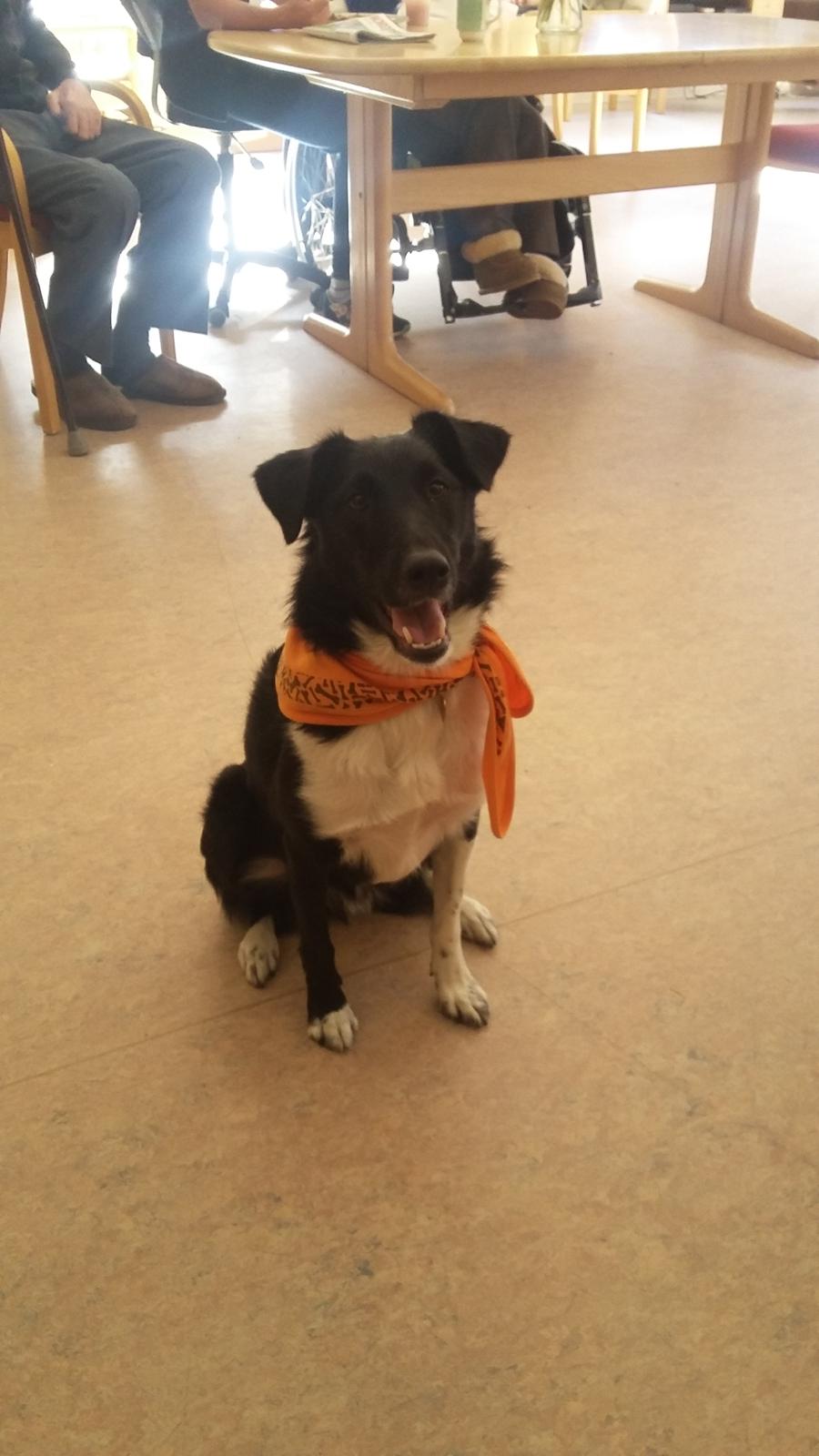 Blanding af racer Late billede 16