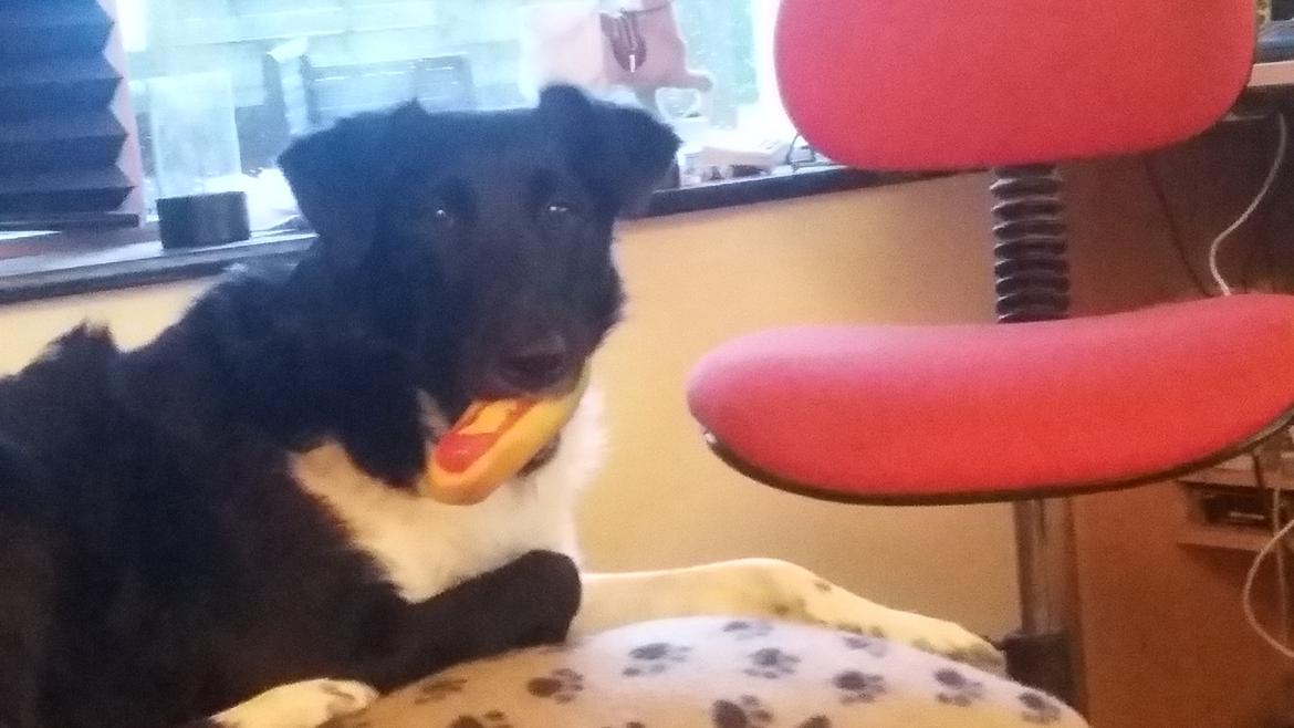 Blanding af racer Late billede 17