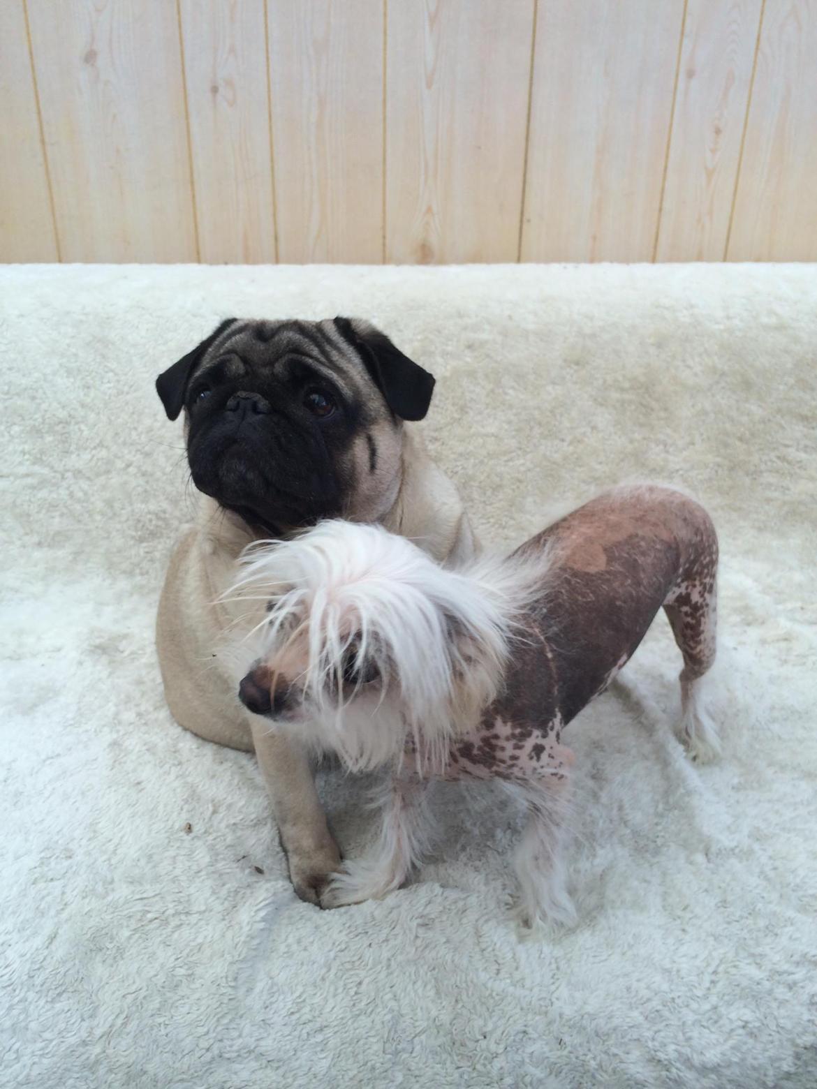 Mops Martha  - Martha og Chilla billede 22