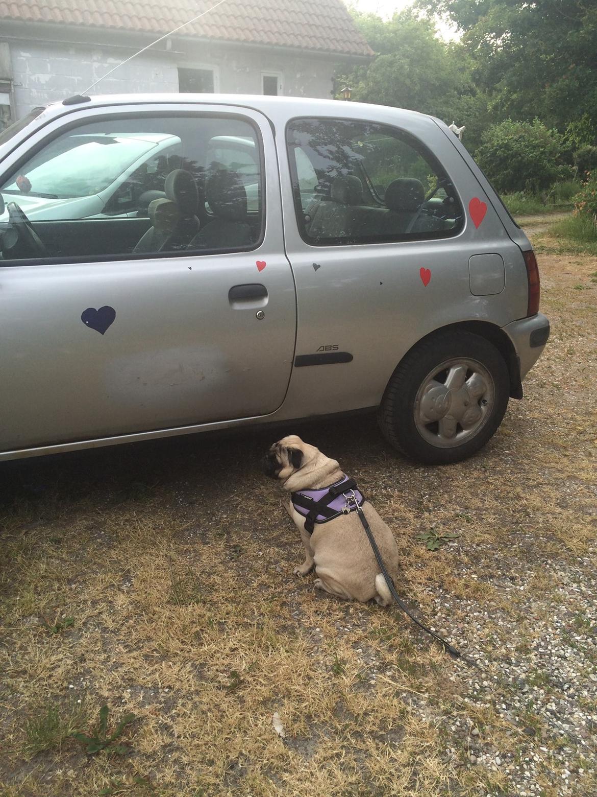 Mops Martha  - Martha vil ud og køre 😂 billede 24