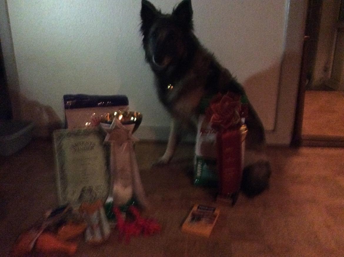 Tervueren Athene A Fleme Of Pride billede 2