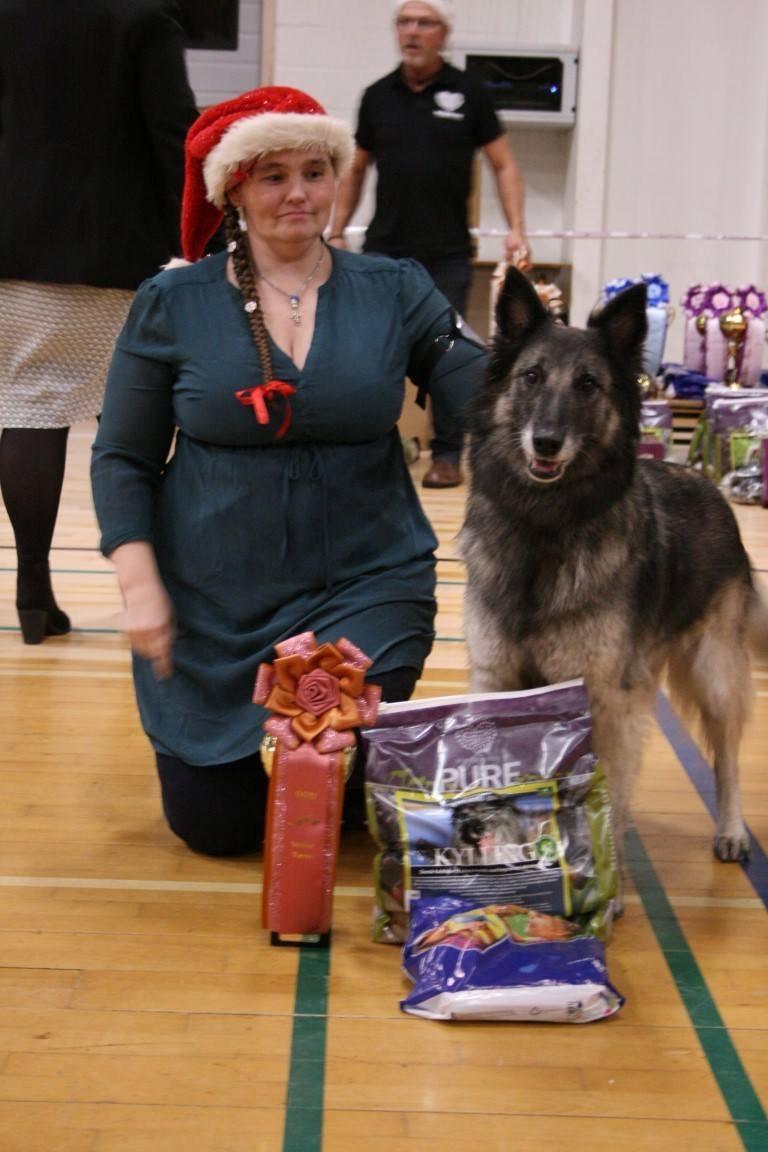 Tervueren Athene A Fleme Of Pride billede 3