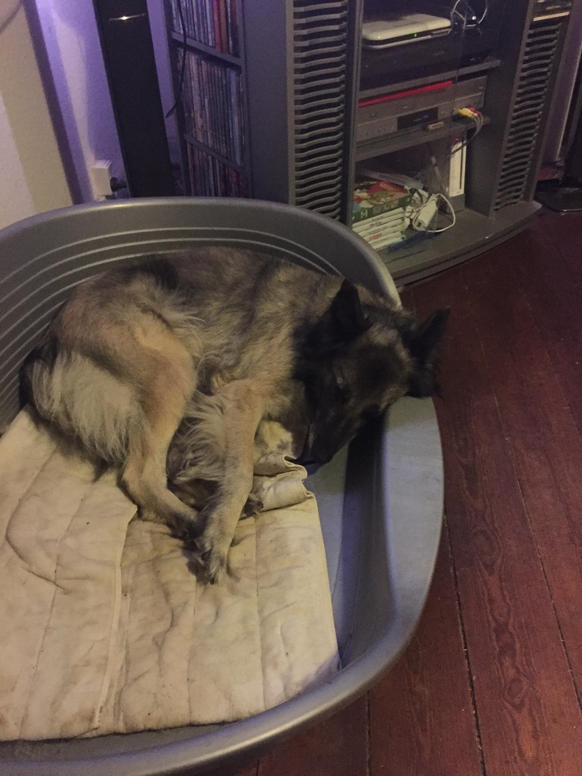 Tervueren Athene A Fleme Of Pride billede 5