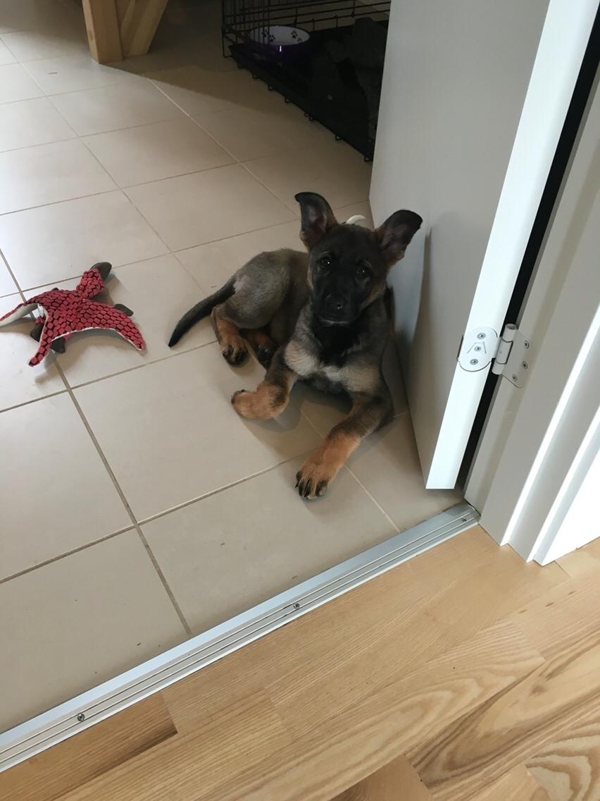 Schæferhund Weedfald Enya billede 2