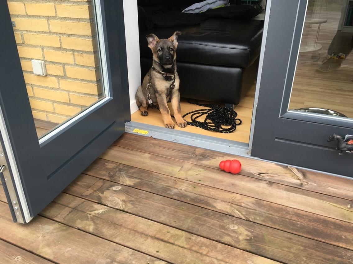 Schæferhund Weedfald Enya billede 3