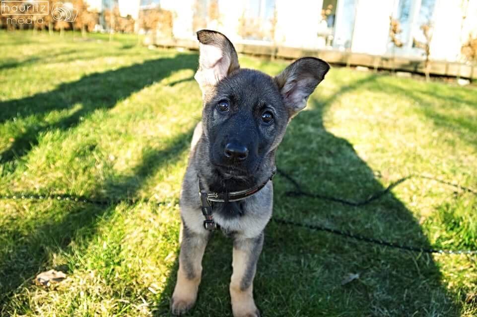 Schæferhund Weedfald Enya billede 4