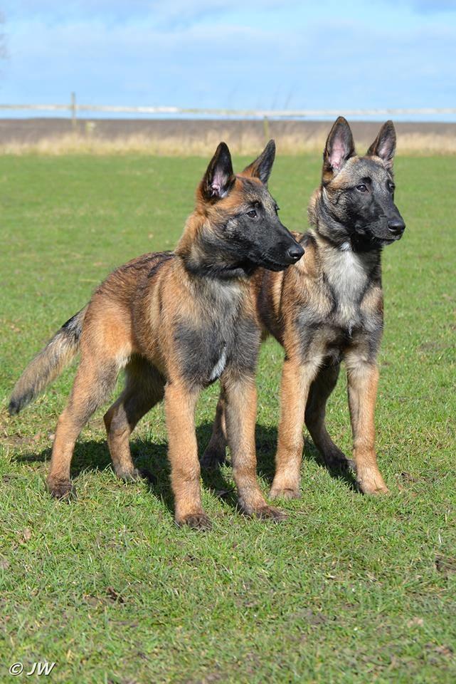 Malinois Mille e una notte dei baci di dama aka Zelda - Made in Italy dei baci di dama og Mille E Una Notte dei baci di dama (Sassy og Zelda) billede 18